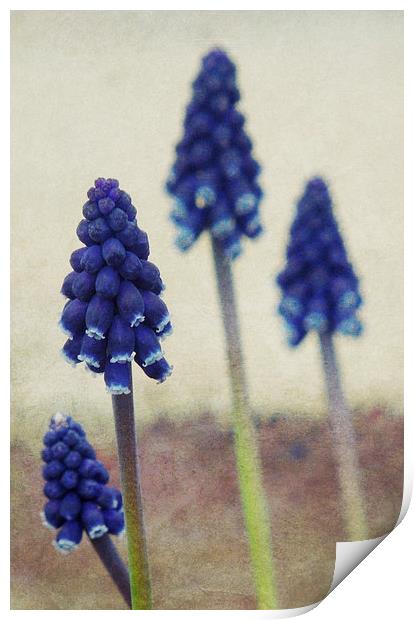 four grape hyacinths Print by Heather Newton