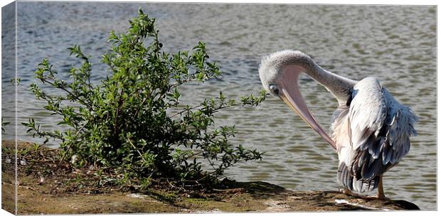 Pink backed Pelican Canvas Print by Andy Wickenden