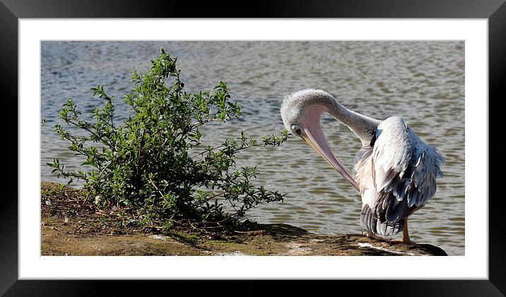 Pink backed Pelican Framed Mounted Print by Andy Wickenden