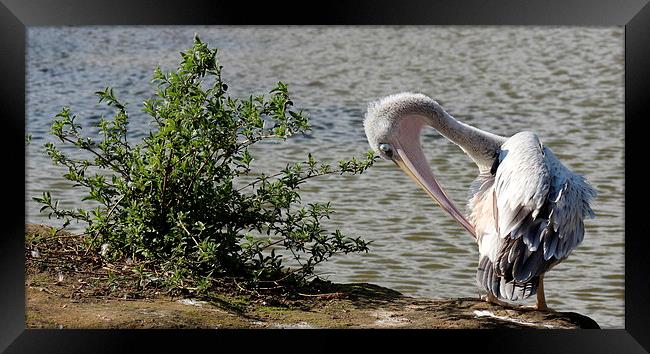 Pink backed Pelican Framed Print by Andy Wickenden