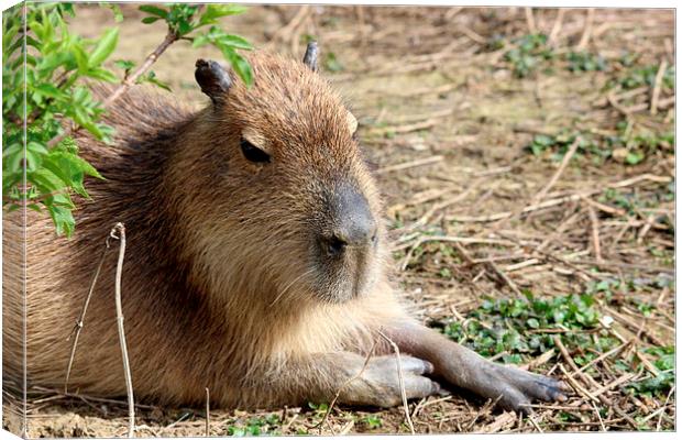 Capybara (Hydrochoerus hydrochaeris) Canvas Print by Andy Wickenden