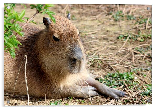 Capybara (Hydrochoerus hydrochaeris) Acrylic by Andy Wickenden