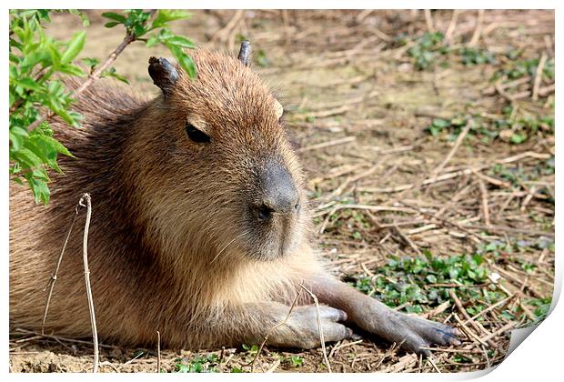 Capybara (Hydrochoerus hydrochaeris) Print by Andy Wickenden