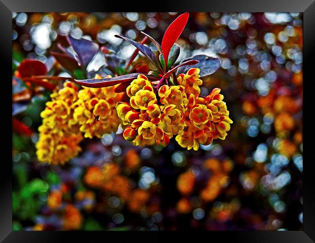 Berberis Framed Print by Jason Williams