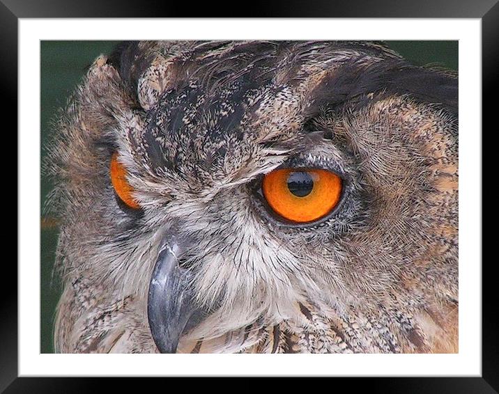 Eagle Owl Framed Mounted Print by sean clifford