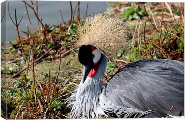 African Crested Crane Canvas Print by Andy Wickenden