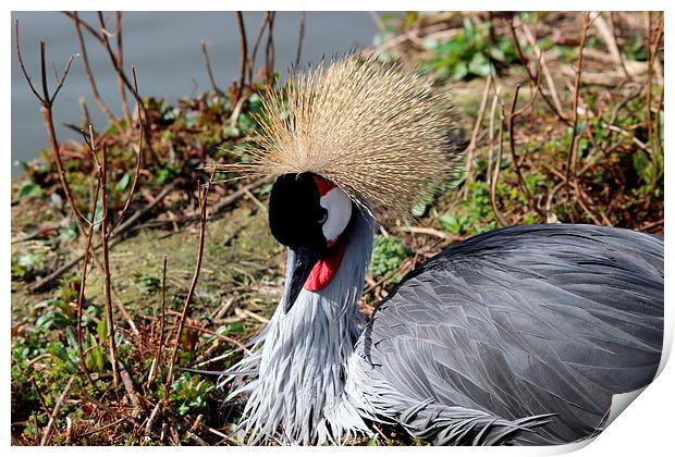 African Crested Crane Print by Andy Wickenden