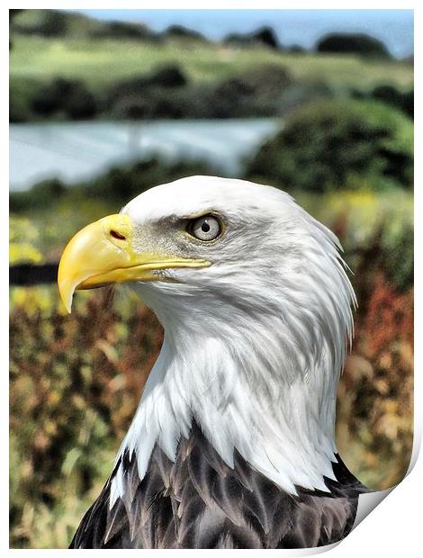 Bold Eagle Print by sean clifford