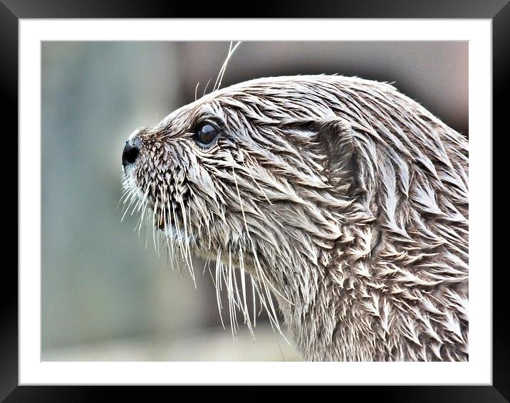 short clawed otter Framed Mounted Print by sean clifford