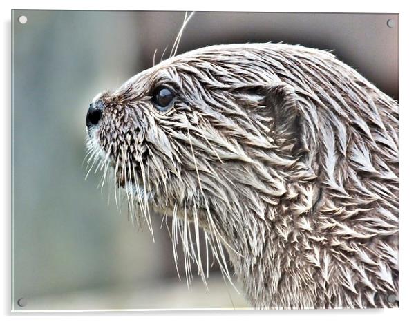 short clawed otter Acrylic by sean clifford