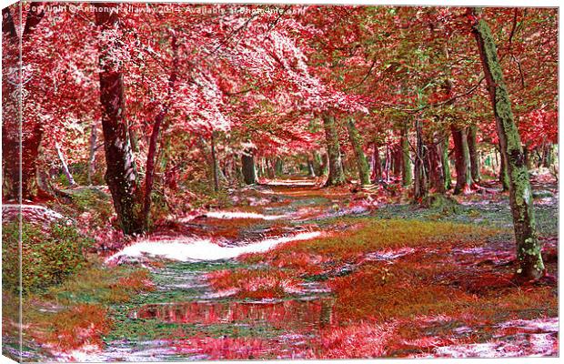 AUTUMN VIEW Canvas Print by Anthony Kellaway