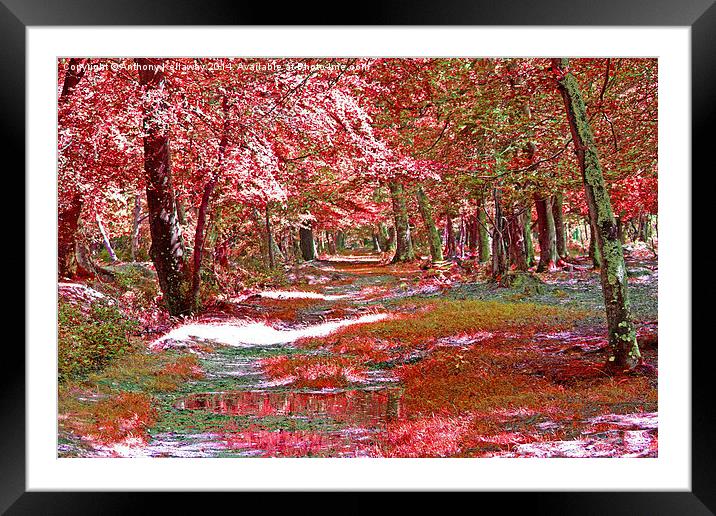 AUTUMN VIEW Framed Mounted Print by Anthony Kellaway