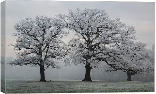 Winter Trees Canvas Print by Steve James