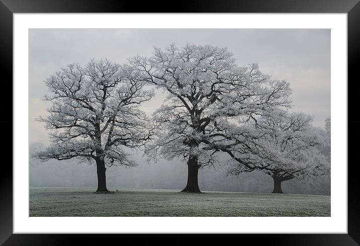 Winter Trees Framed Mounted Print by Steve James