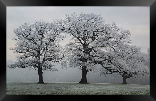 Winter Trees Framed Print by Steve James
