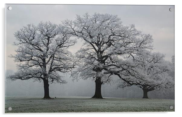 Winter Trees Acrylic by Steve James