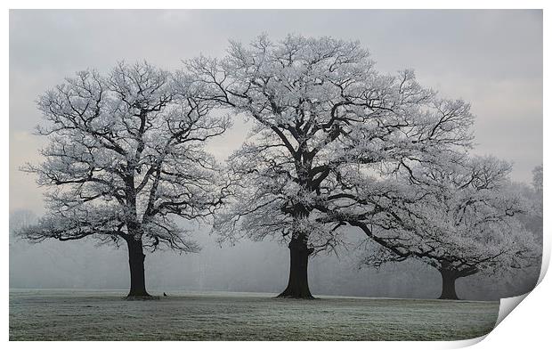 Winter Trees Print by Steve James