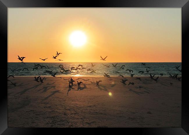 Sunset Migration, Coral Bay Framed Print by Luke Newman