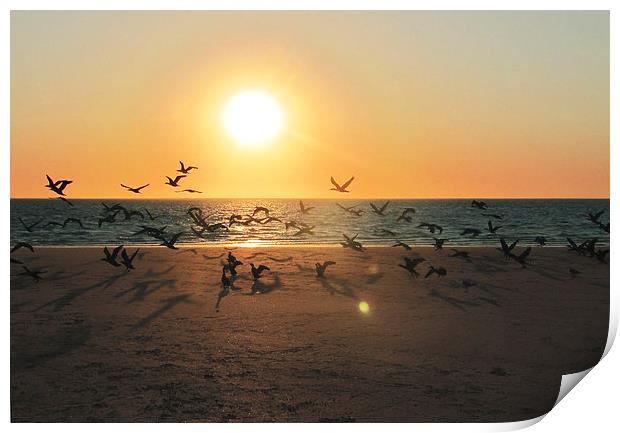 Sunset Migration, Coral Bay Print by Luke Newman