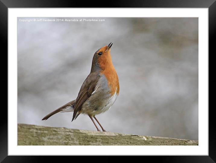 Common Robin Framed Mounted Print by Jeff Hardwick