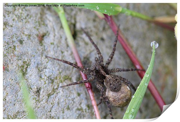 Wolf Spider Print by Andy Jones