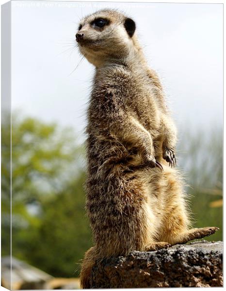 On the look out Canvas Print by Peter Farrington