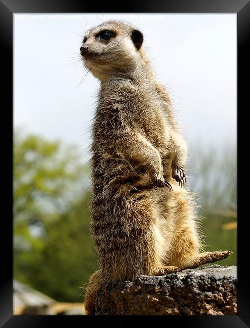 On the look out Framed Print by Peter Farrington