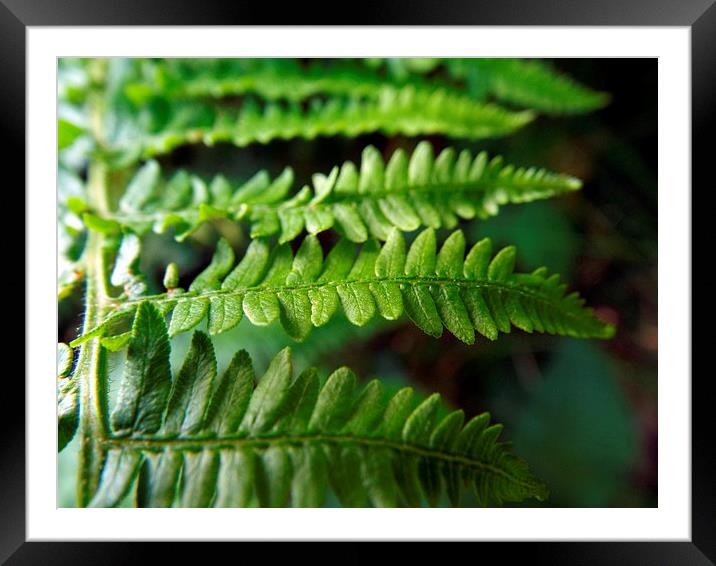 Green Fingers Framed Mounted Print by Sam Hay