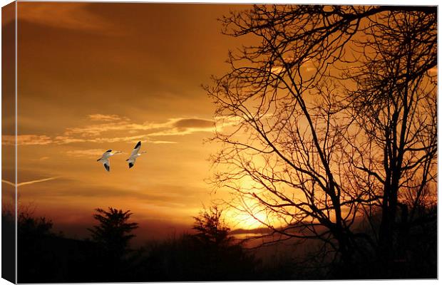 SNOW GEESE AT SUNSET Canvas Print by Tom York