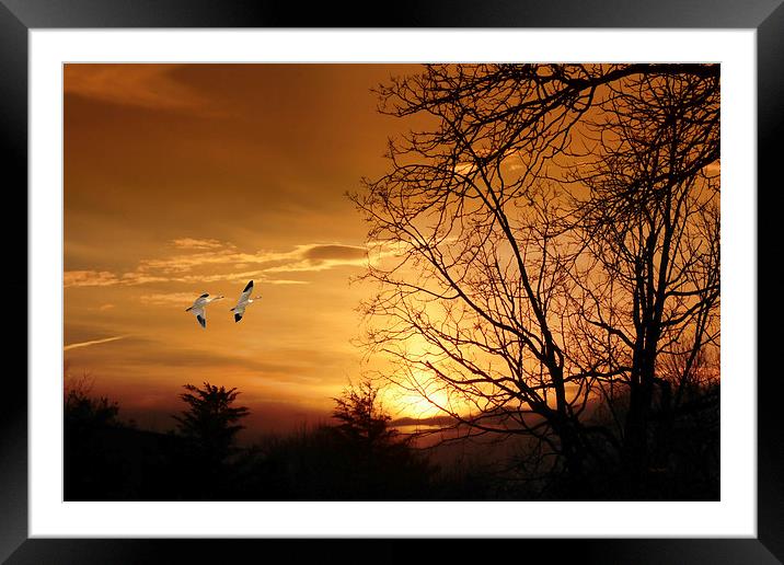 SNOW GEESE AT SUNSET Framed Mounted Print by Tom York