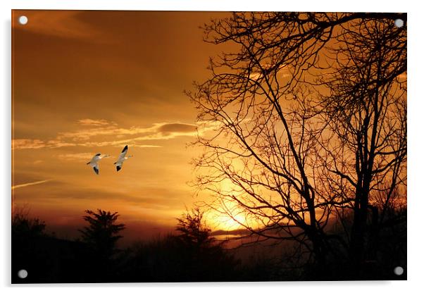 SNOW GEESE AT SUNSET Acrylic by Tom York