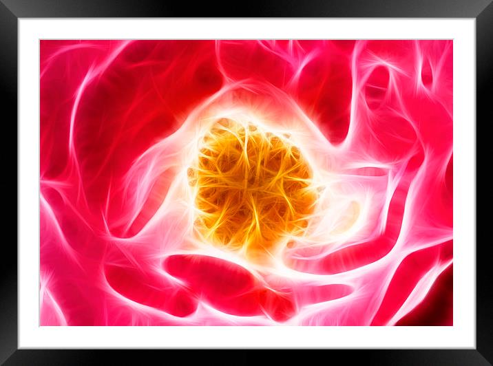 Pink rose fractal Framed Mounted Print by Matthias Hauser