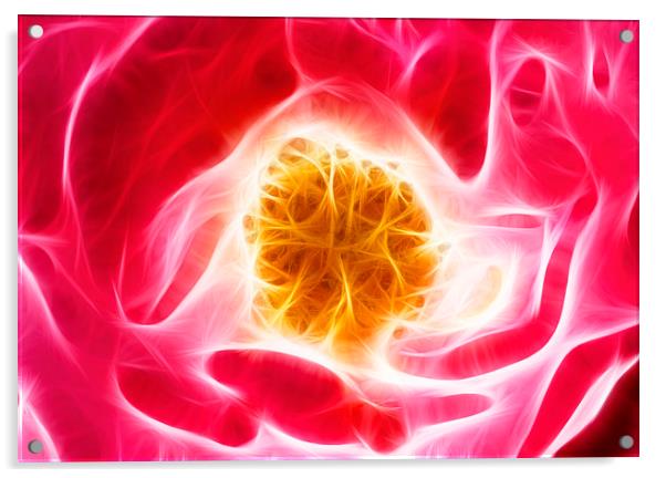 Pink rose fractal Acrylic by Matthias Hauser