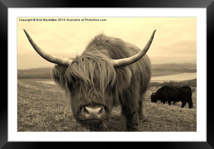 Curious Highland Cow Framed Mounted Print by Nick Wardekker