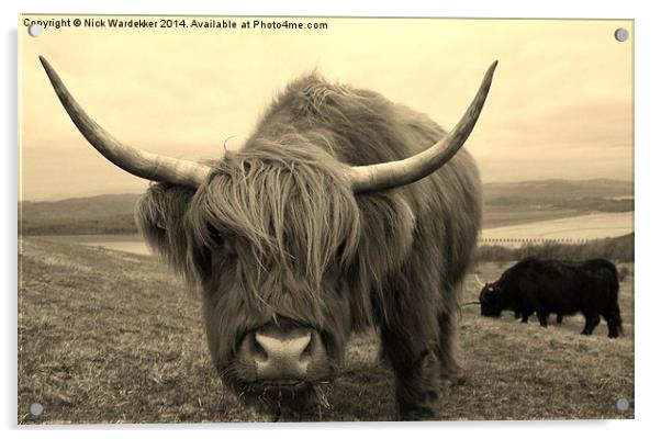 Curious Highland Cow Acrylic by Nick Wardekker