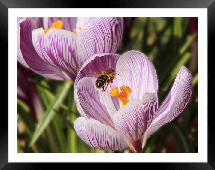 First signs of Spring Framed Mounted Print by Mike Dickinson