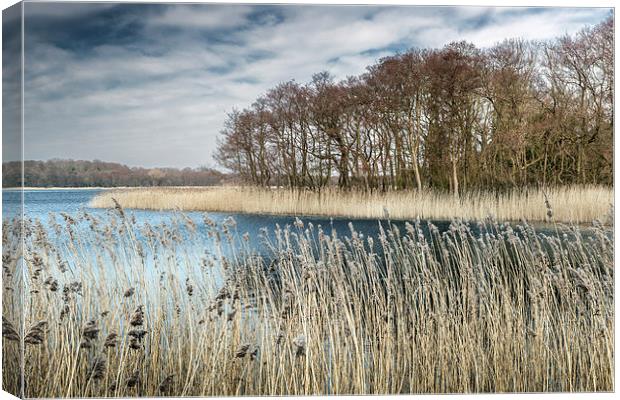 Filby Broad through the Reeds Canvas Print by Stephen Mole