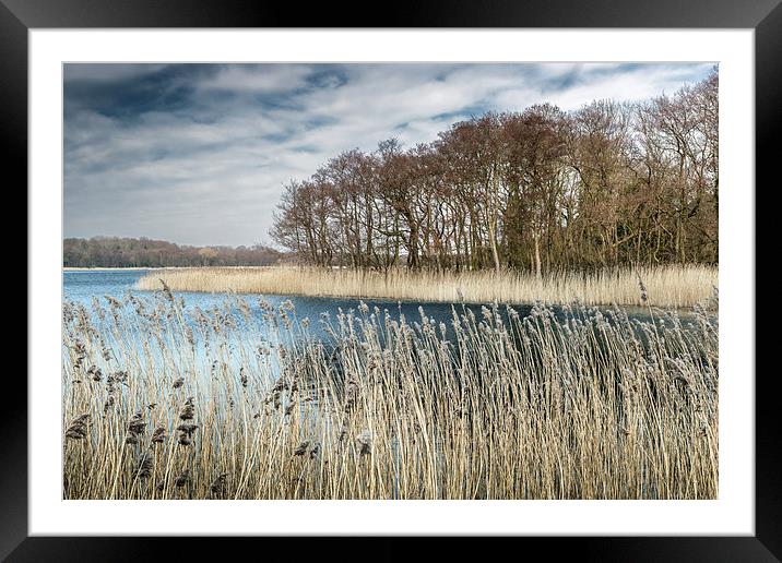 Filby Broad through the Reeds Framed Mounted Print by Stephen Mole