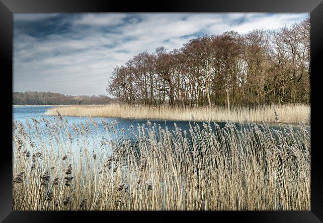 Filby Broad through the Reeds Framed Print by Stephen Mole