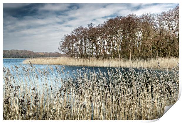 Filby Broad through the Reeds Print by Stephen Mole