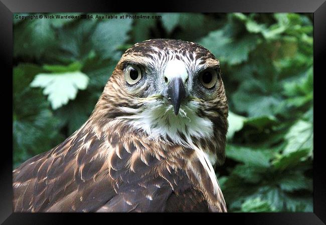 Red Tailed Hawk Framed Print by Nick Wardekker