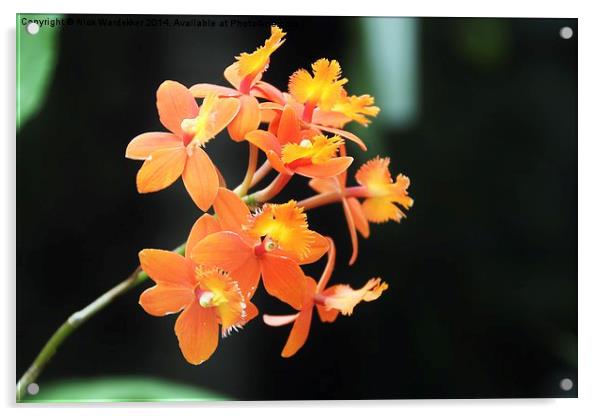 The beauty of a wild Orchid Acrylic by Nick Wardekker
