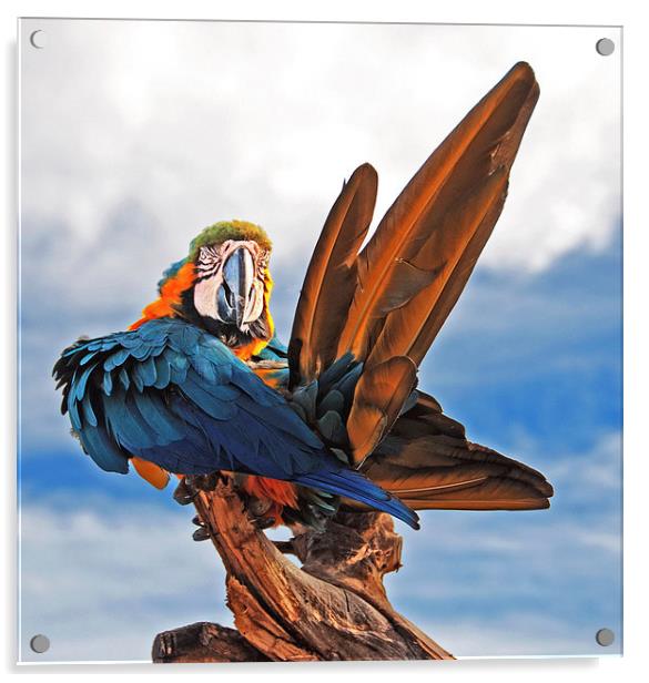 Macaw preening Acrylic by Joyce Storey