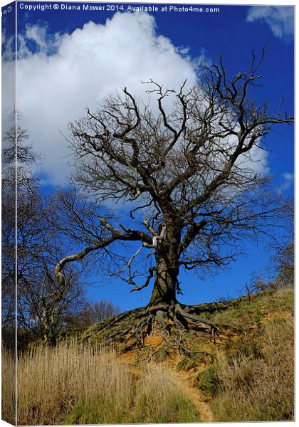 Tree on the Orwell Canvas Print by Diana Mower