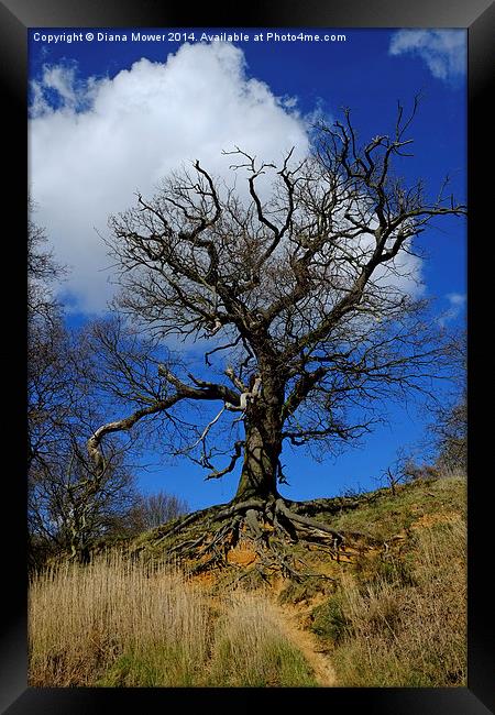 Tree on the Orwell Framed Print by Diana Mower