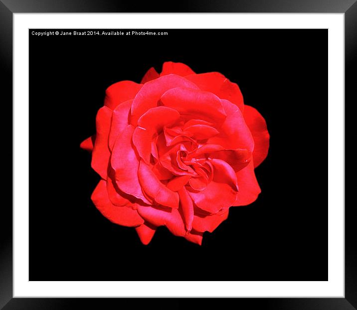 Single Red Rose Framed Mounted Print by Jane Braat