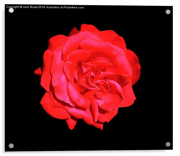 Single Red Rose Acrylic by Jane Braat