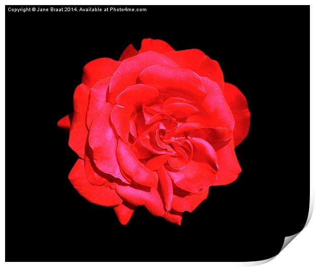 Single Red Rose Print by Jane Braat