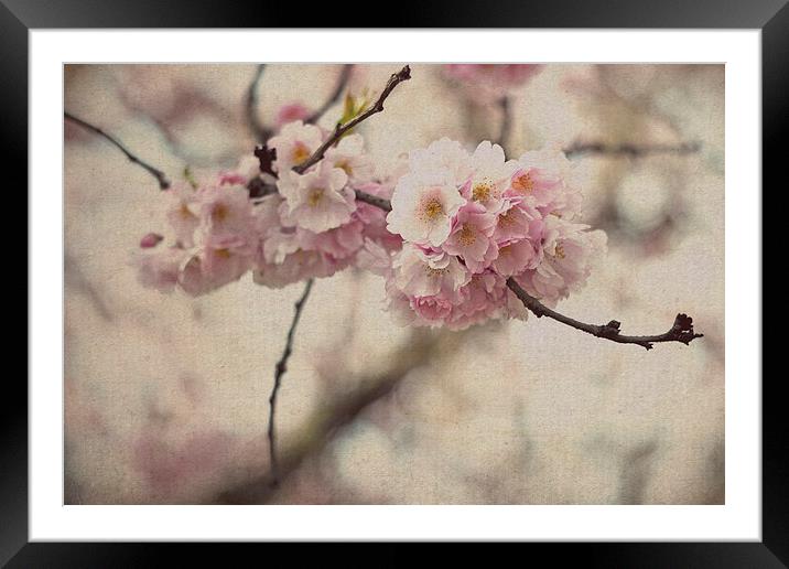 Cherry Blossoms Framed Mounted Print by Nadeesha Jayamanne
