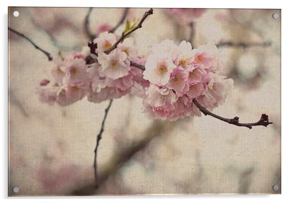 Cherry Blossoms Acrylic by Nadeesha Jayamanne